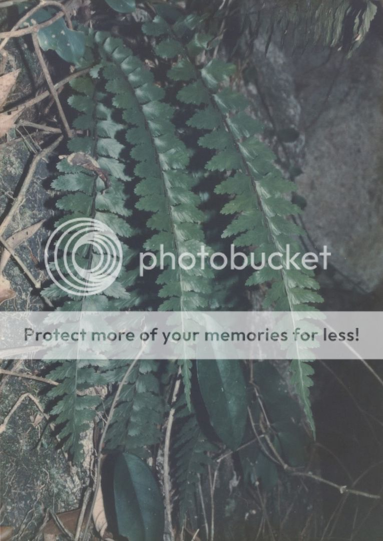 青木蕨青叶木蕨绿杆铁角蕨绿秆铁角蕨